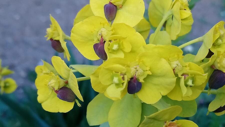 Euphorbia rigida fruit