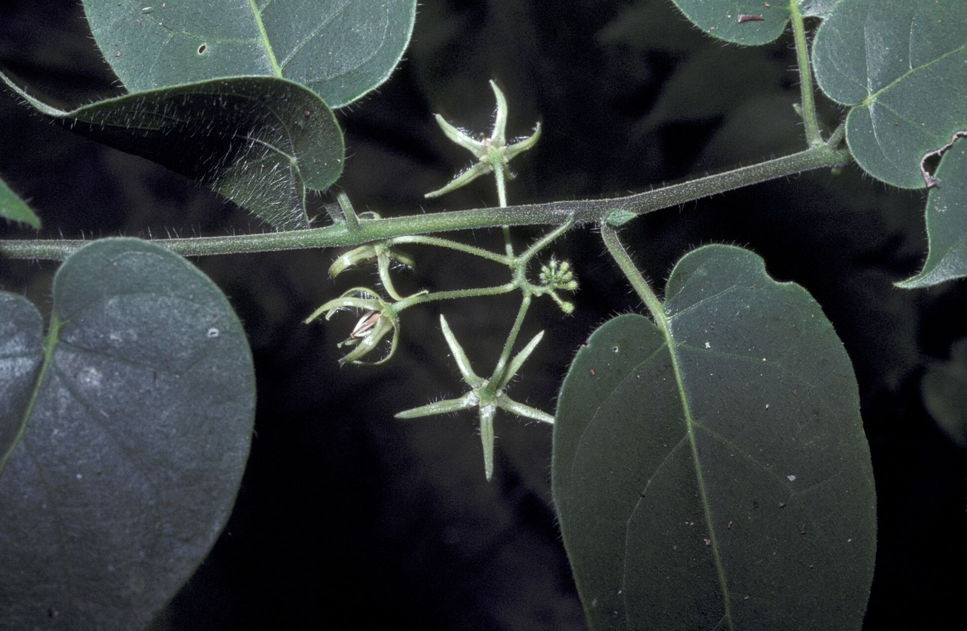 Solanum splendens flower