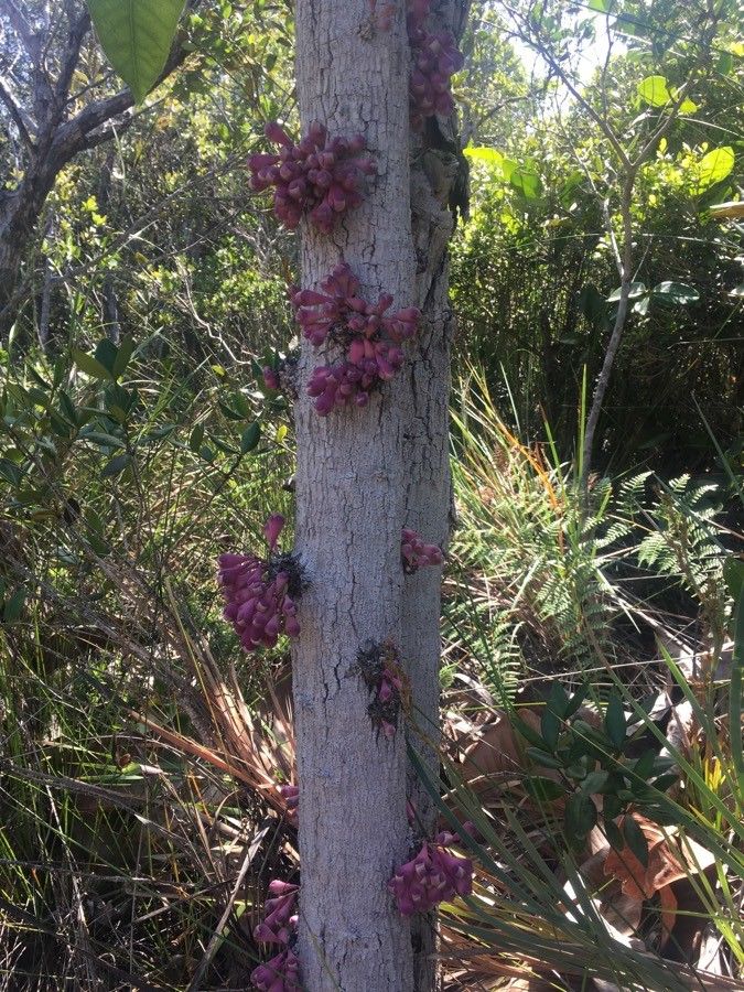 Syzygium acre flower