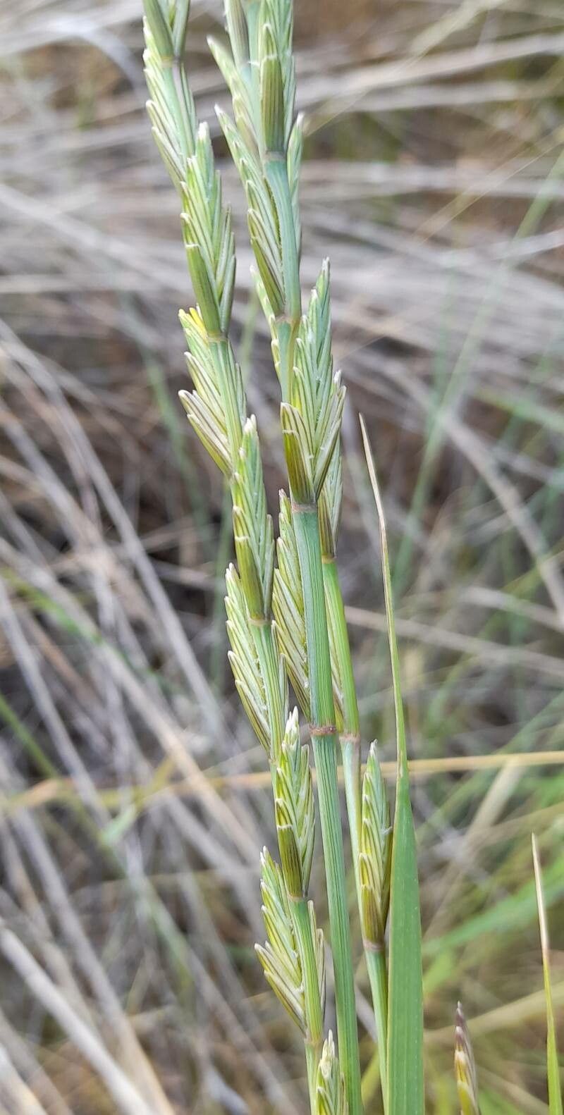 Elymus elongatus — search result for 'Elymus'