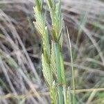 Elymus elongatus