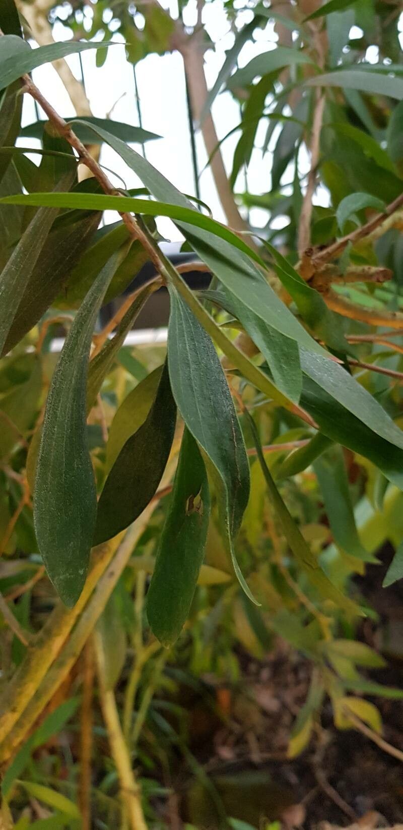 Melaleuca quinquenervia — search result for 'Myrtaceae'