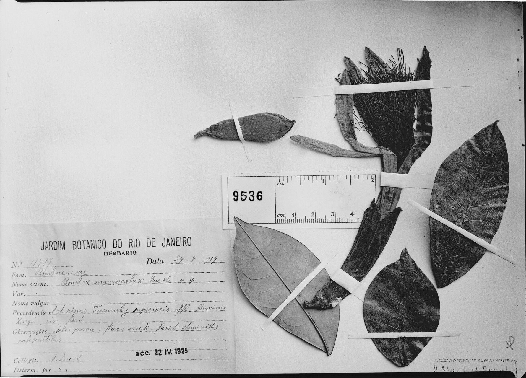 Pachira macrocalyx — houseplant care guide