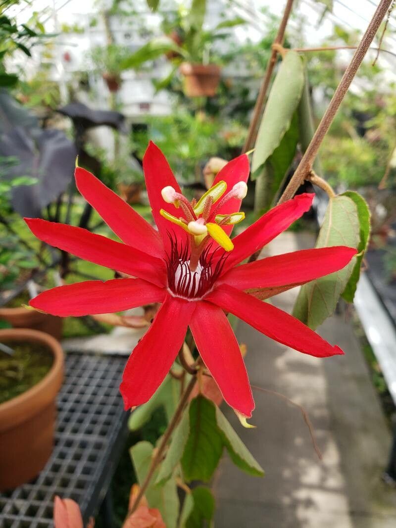 Passiflora vitifolia flower