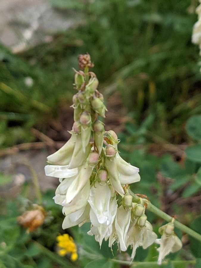 Hedysarum boutignyanum flower