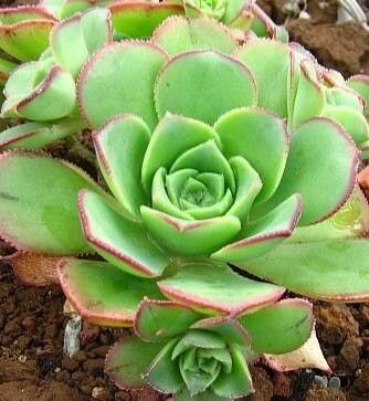 Aeonium gomerense leaf
