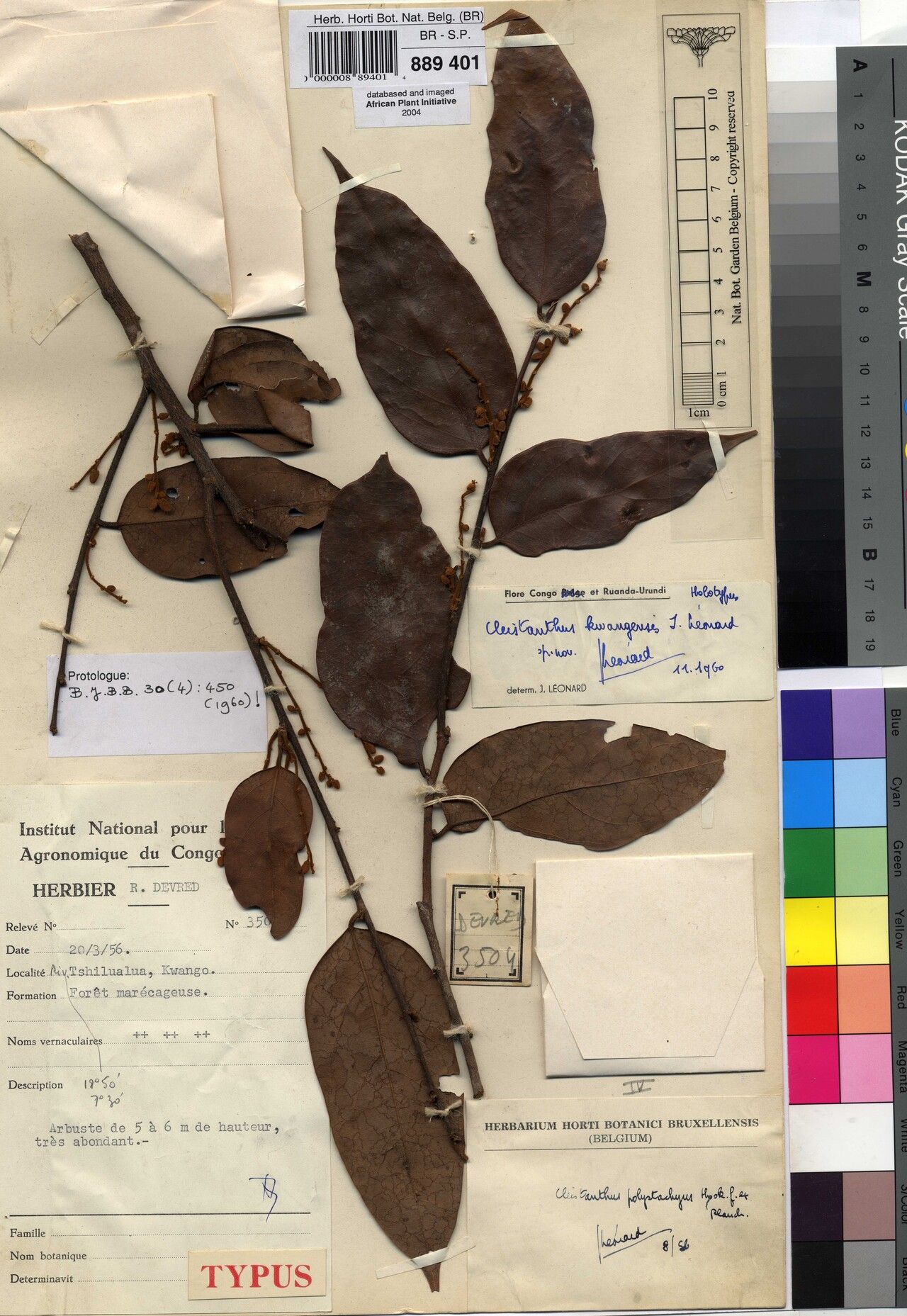 Cleistanthus kwangensis — houseplant care guide