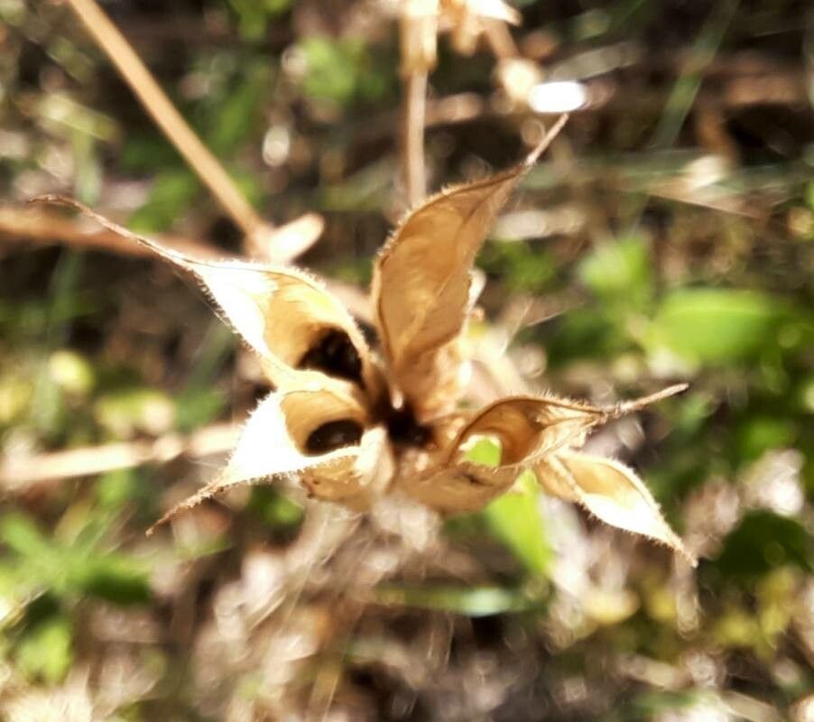 Aquilegia reuteri fruit