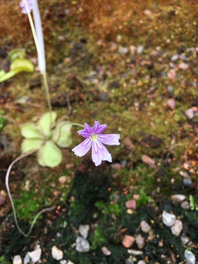 Pinguicula emarginata — houseplant care guide