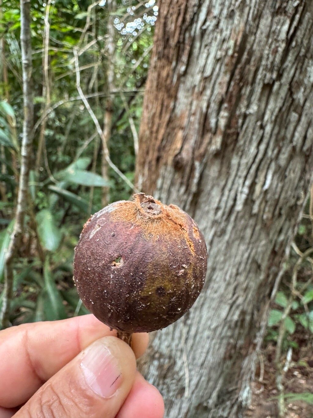 Duroia valesca fruit