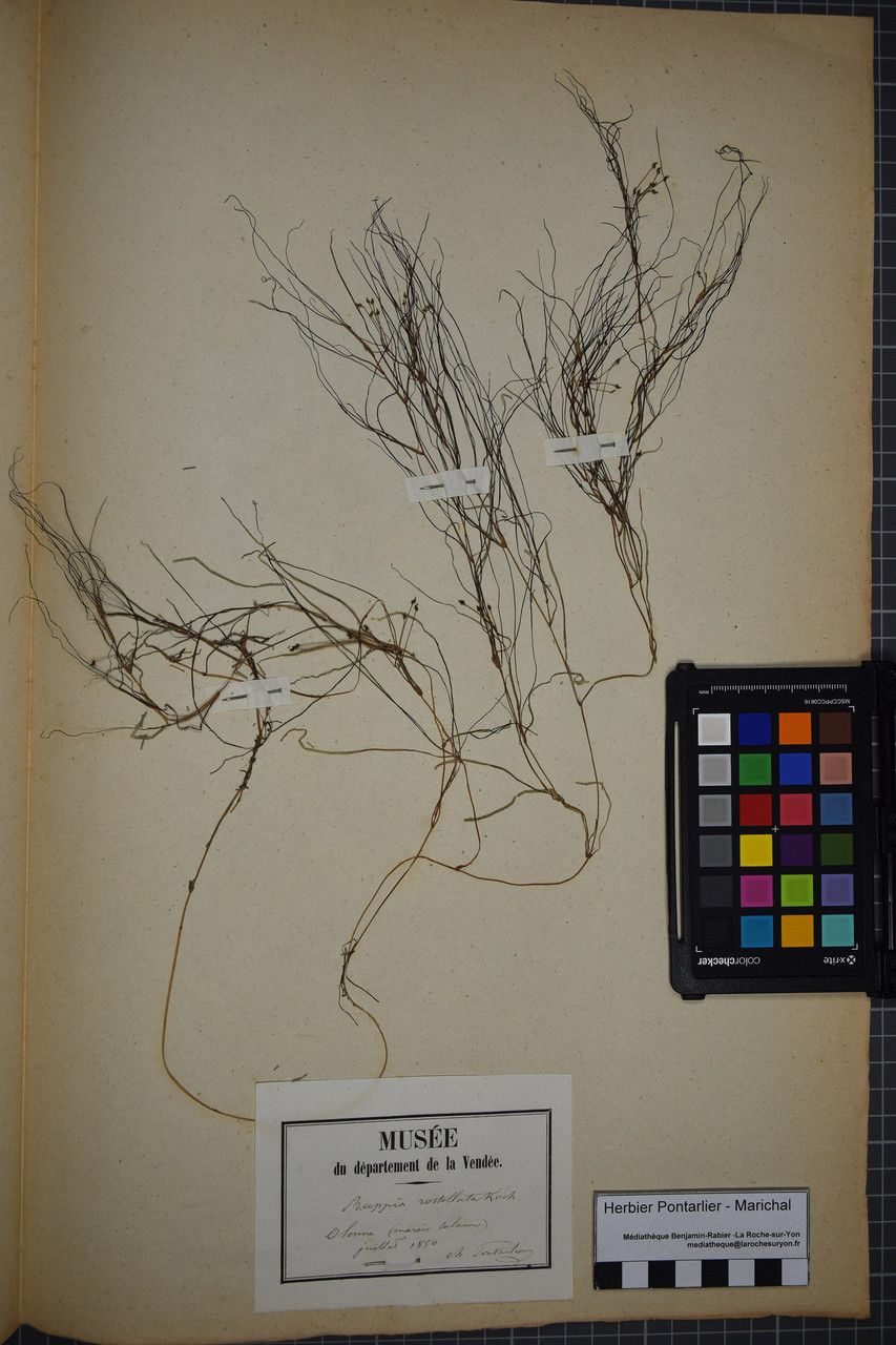 Ruppia maritima other