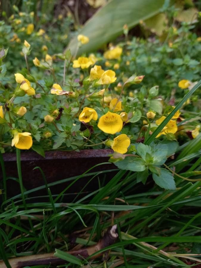 Mecardonia procumbens flower