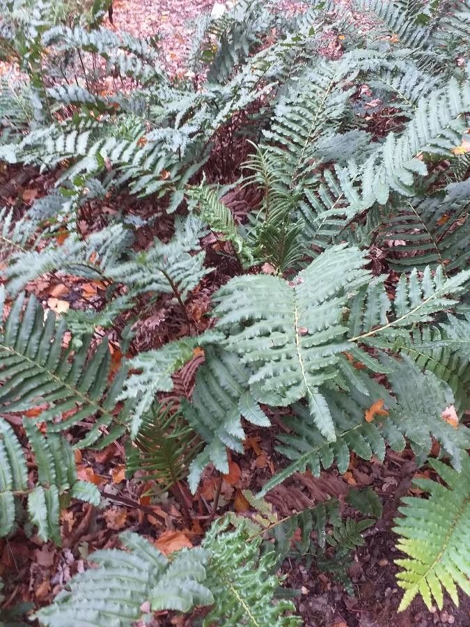 Blechnum cordatum habit