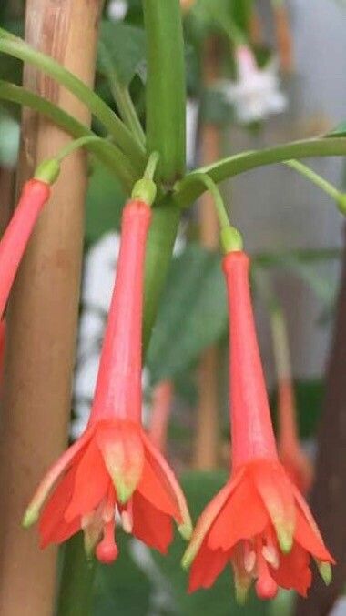 Fuchsia sanctae-rosae flower