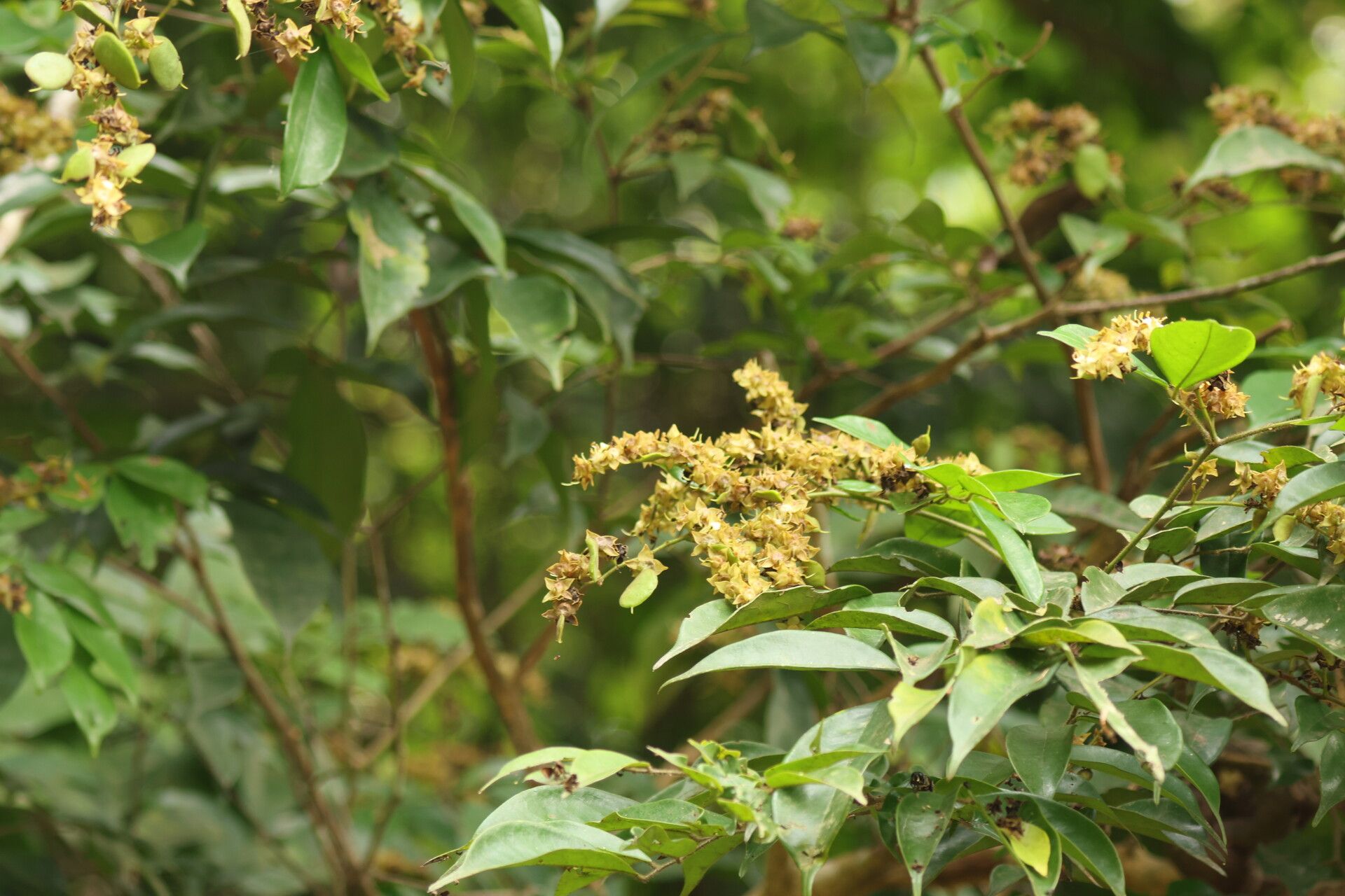 Dialium tessmannii habit