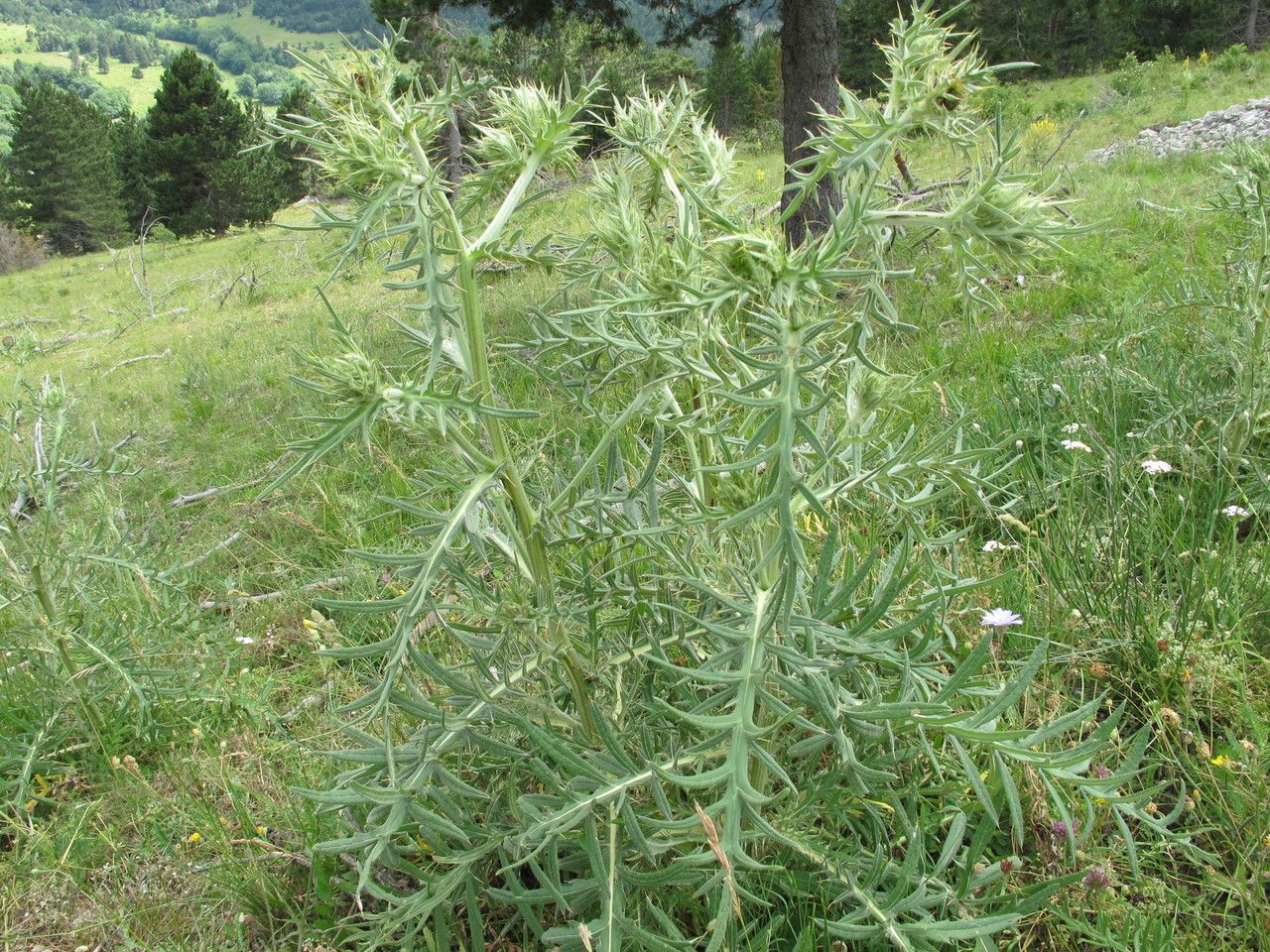 Cirsium morisianum habit