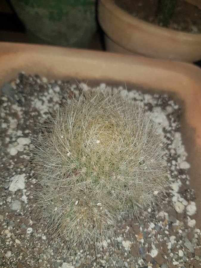 Eriosyce crispa bark