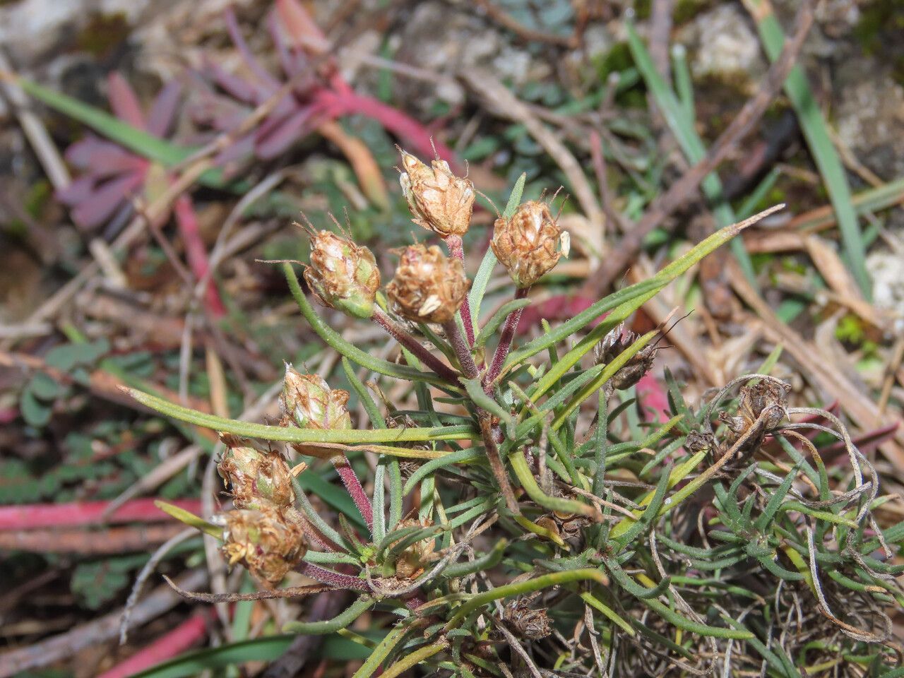 Plantago sempervirens fruit