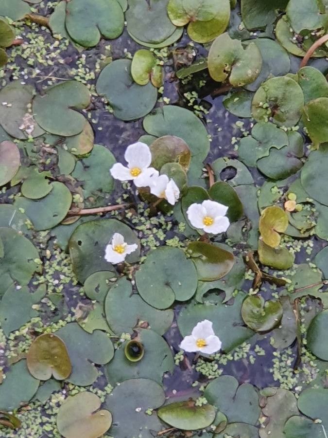 Hydrocharis morsus-ranae flower