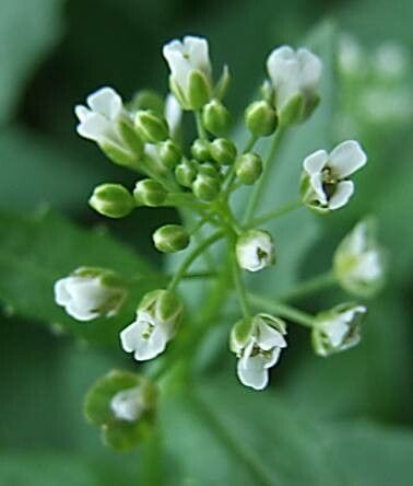 Mummenhoffia alliacea flower