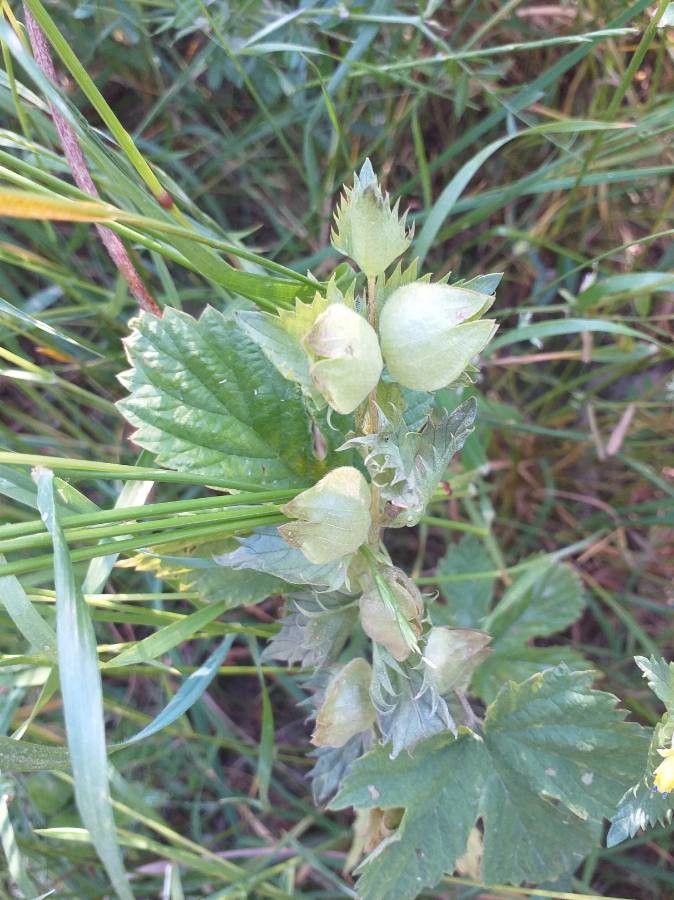 Rhinanthus alectorolophus fruit