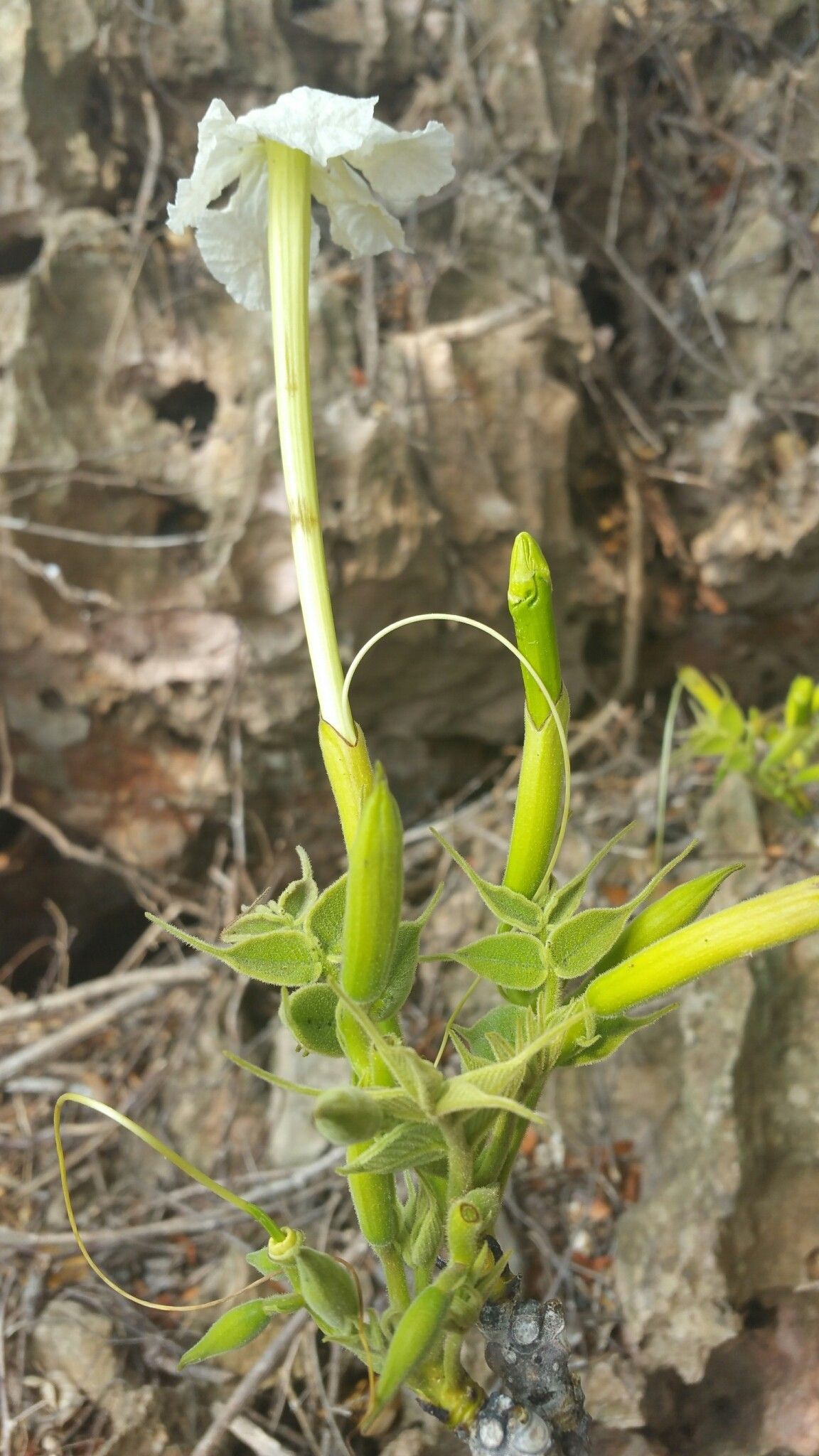 Stereospermum longiflorum — search result for 'Stereospermum'