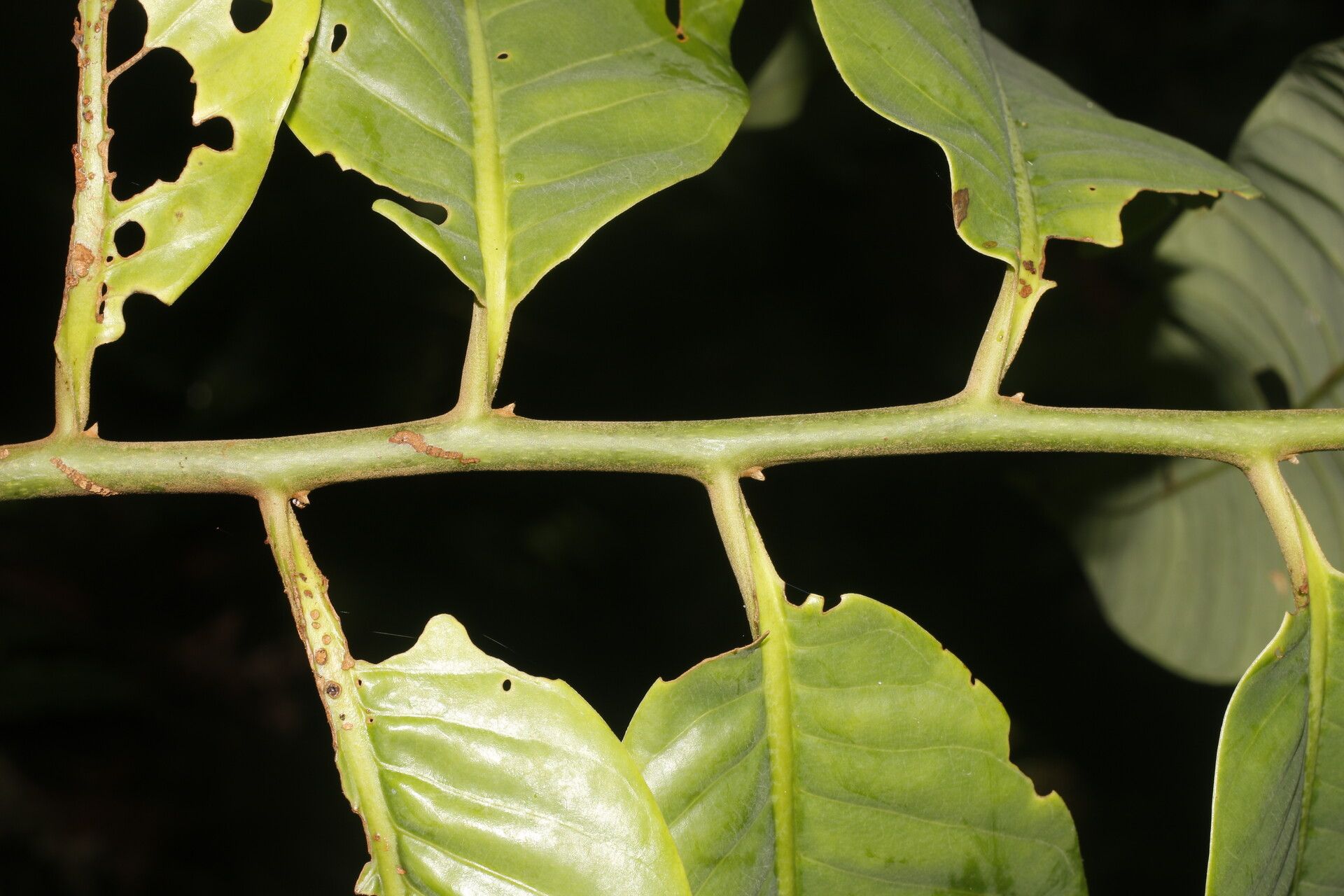 Virola montana fruit