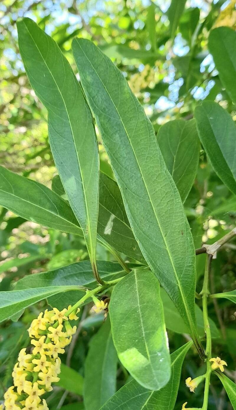 Citharexylum montevidense — houseplant care guide