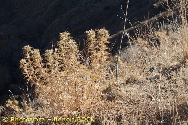 Eryngium ternatum habit