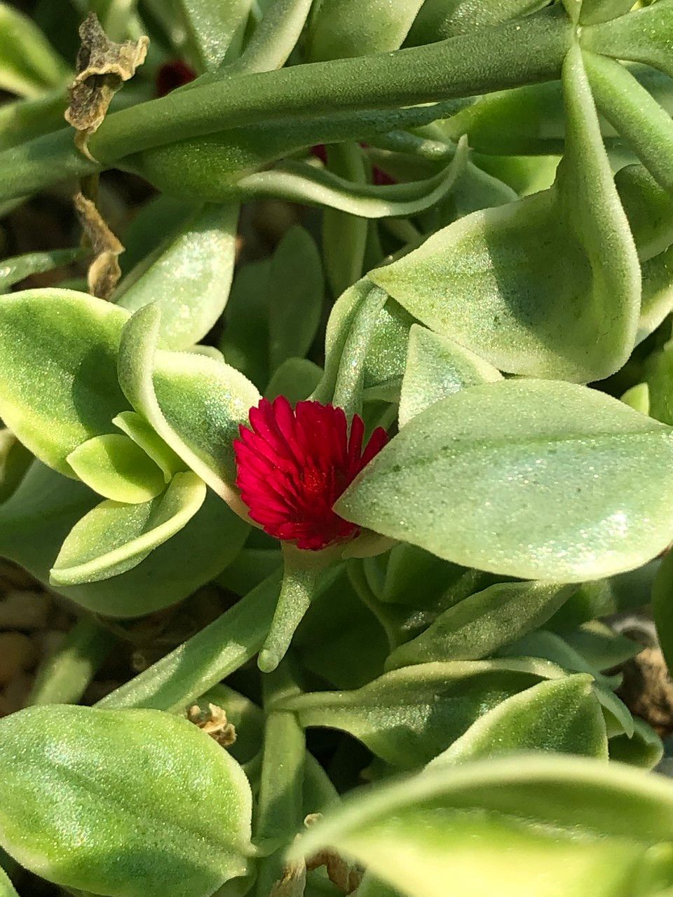 Mesembryanthemum cordifolium cv. 'Variegata' fruit