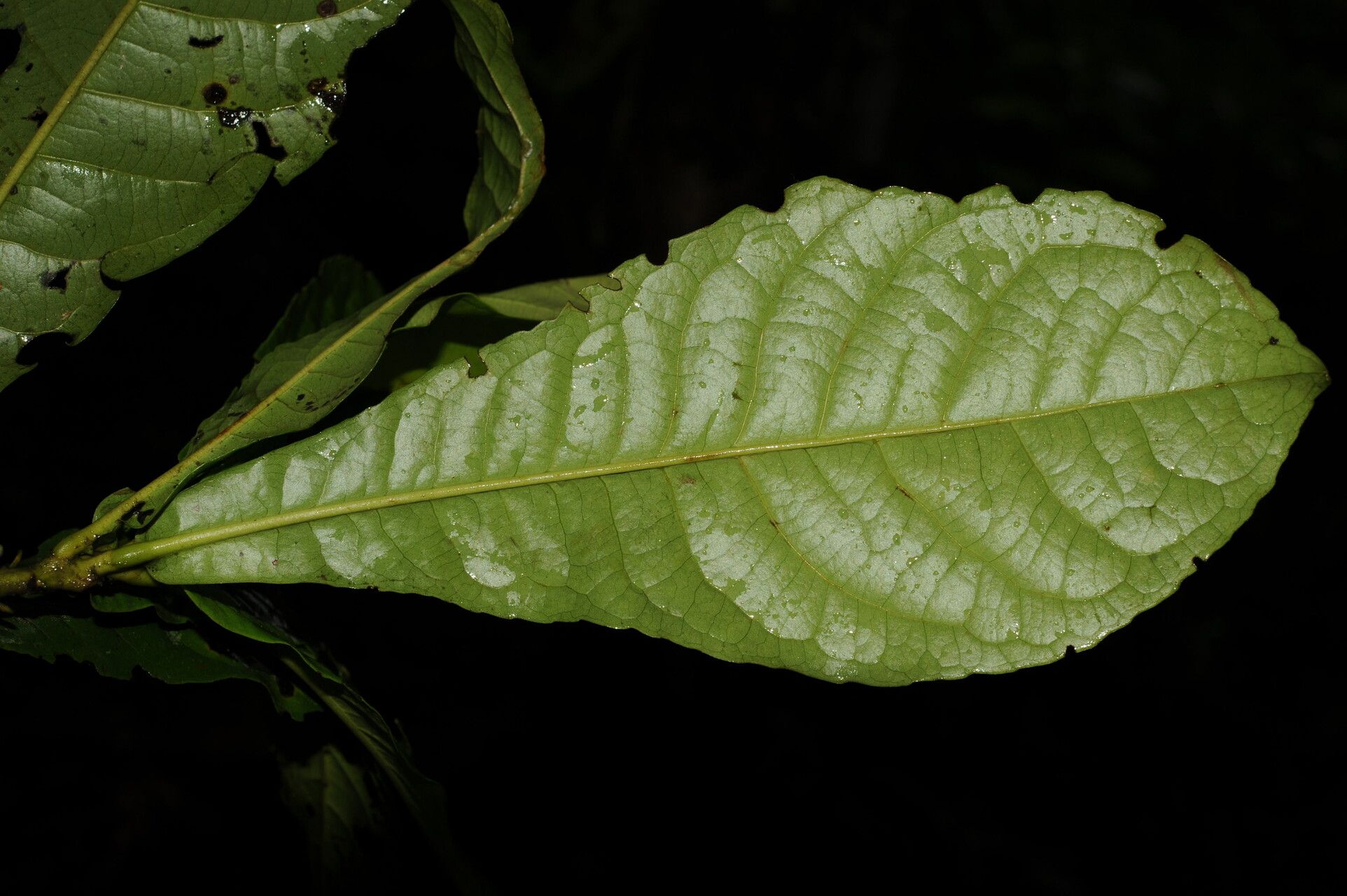 Gordonia brenesii leaf