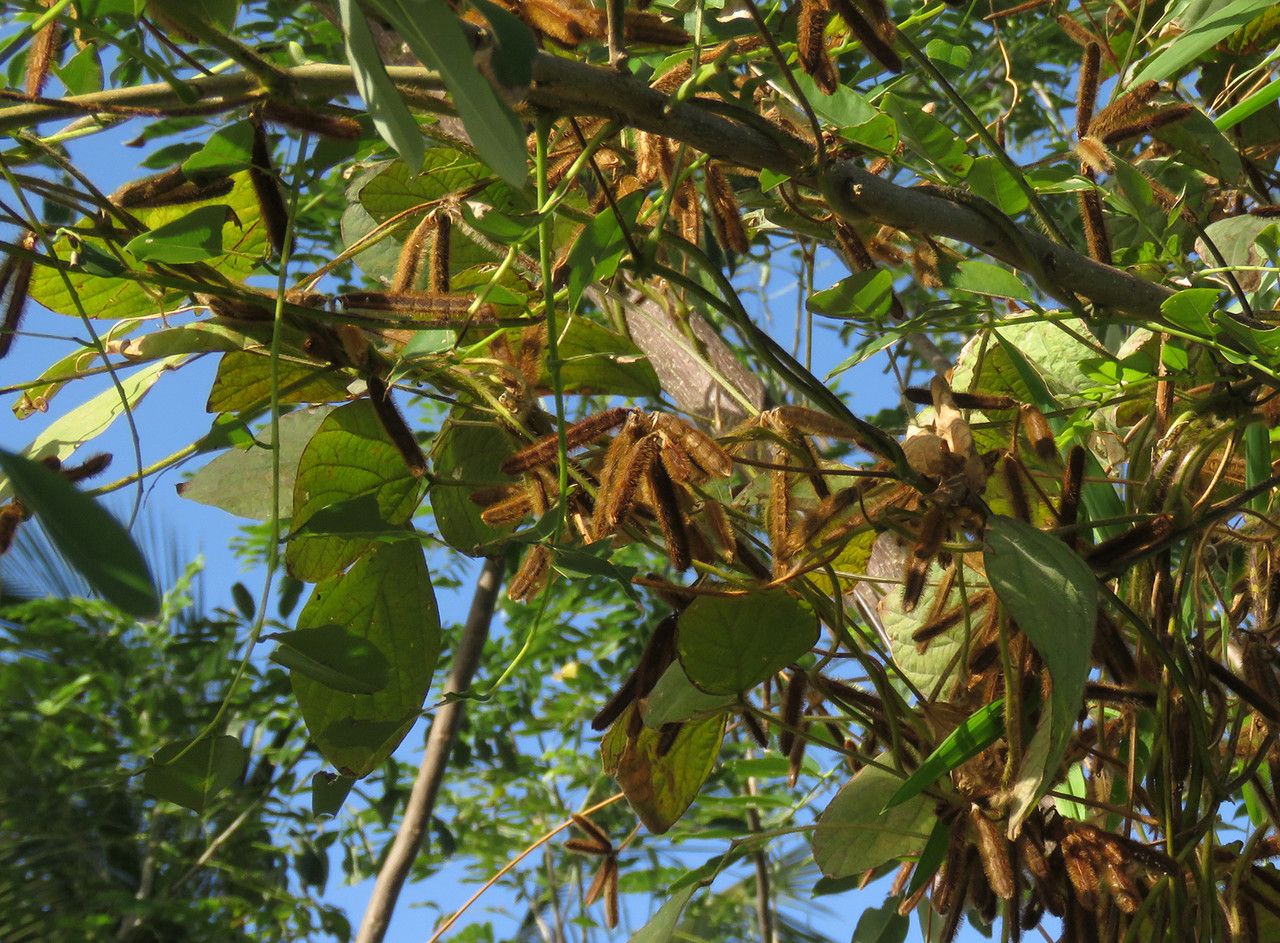 Calopogonium mucunoides — soil improver houseplant