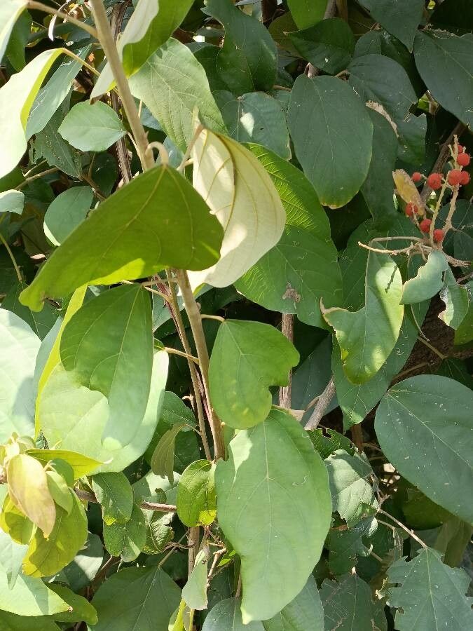 Mallotus philippensis leaf