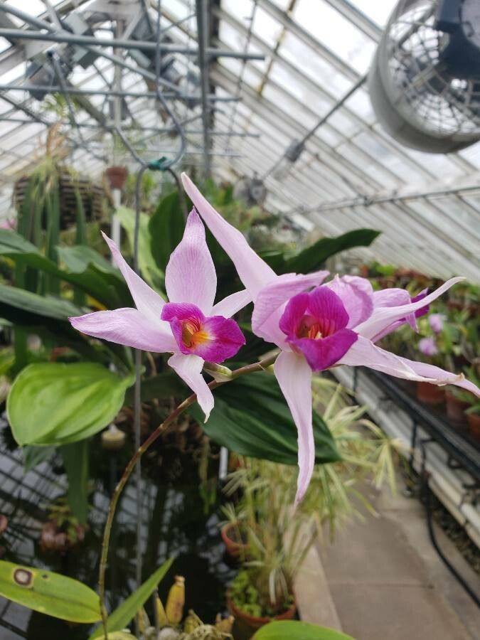 Laelia anceps flower