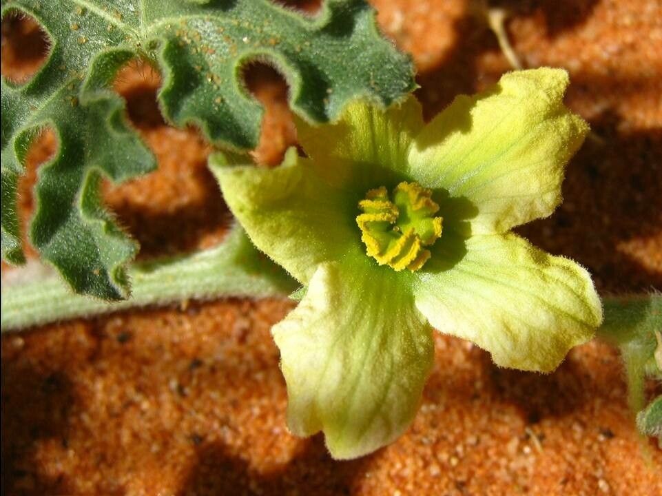 Citrullus colocynthis flower