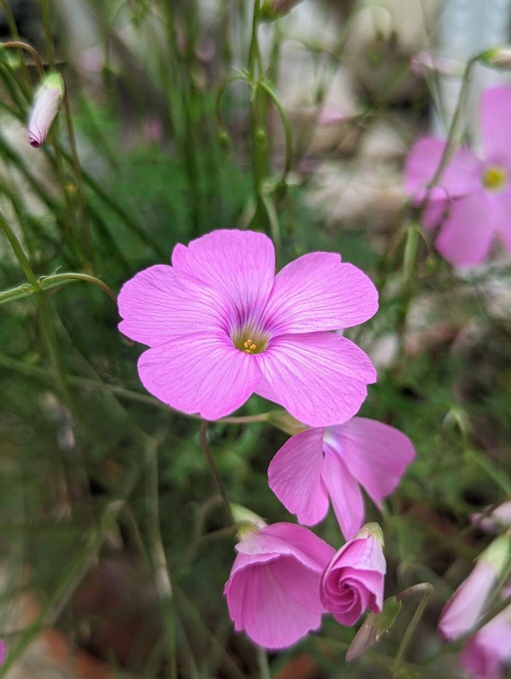 Oxalis stellata flower