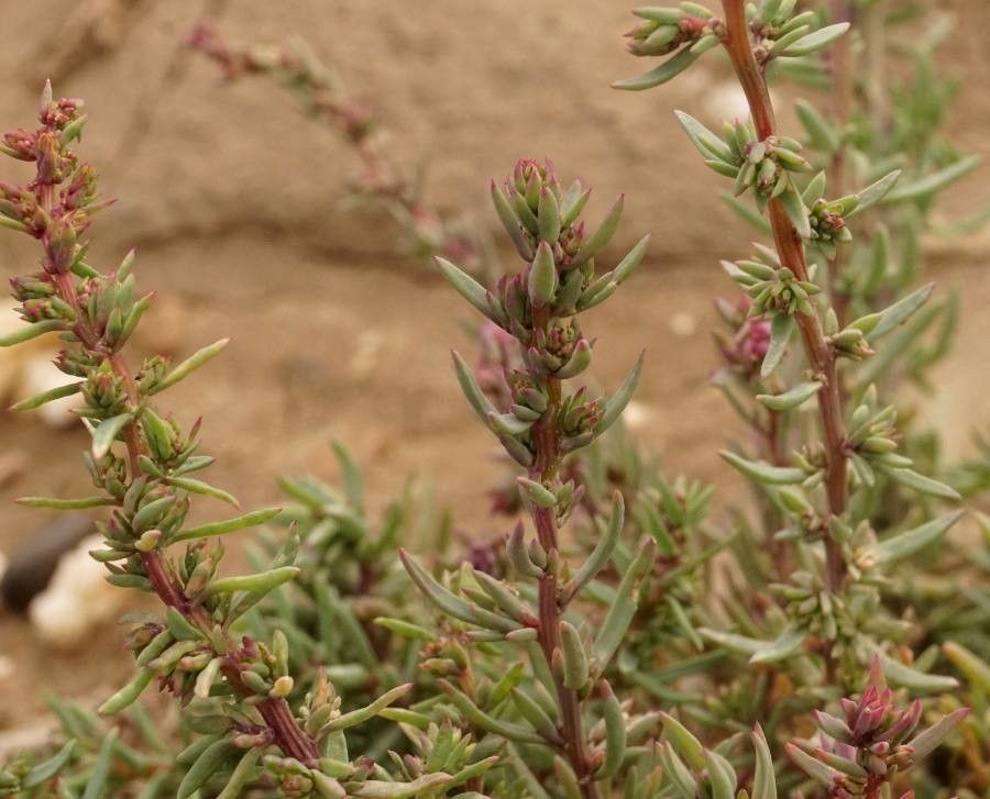 Suaeda maritima flower
