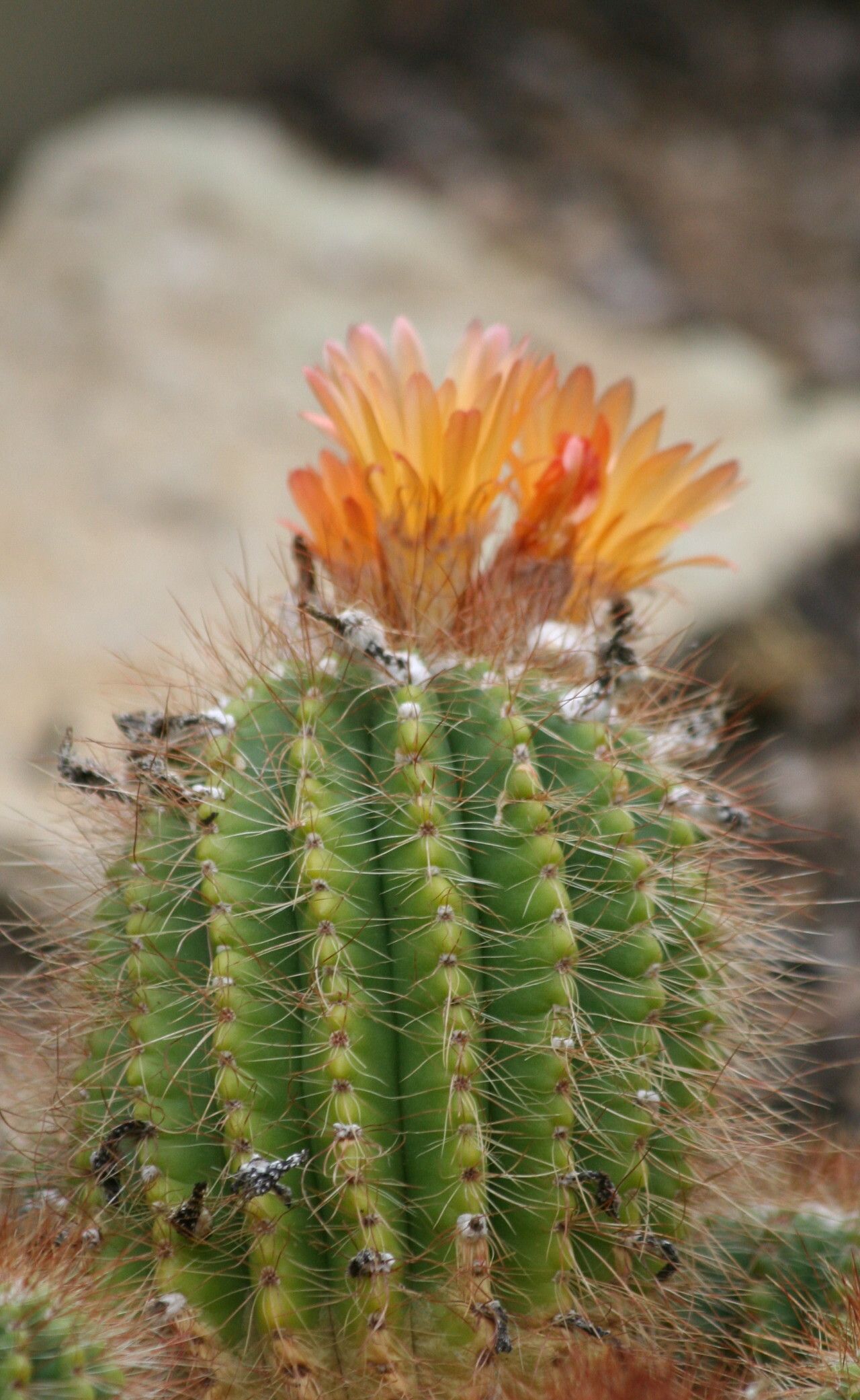 Parodia horstii flower