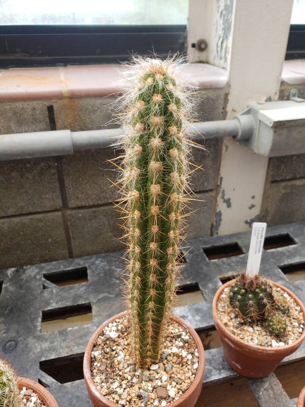 Oreocereus pseudofossulatus habit