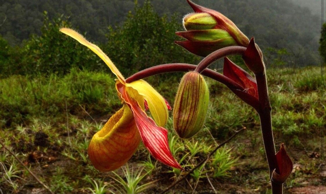 Paphiopedilum wardii flower