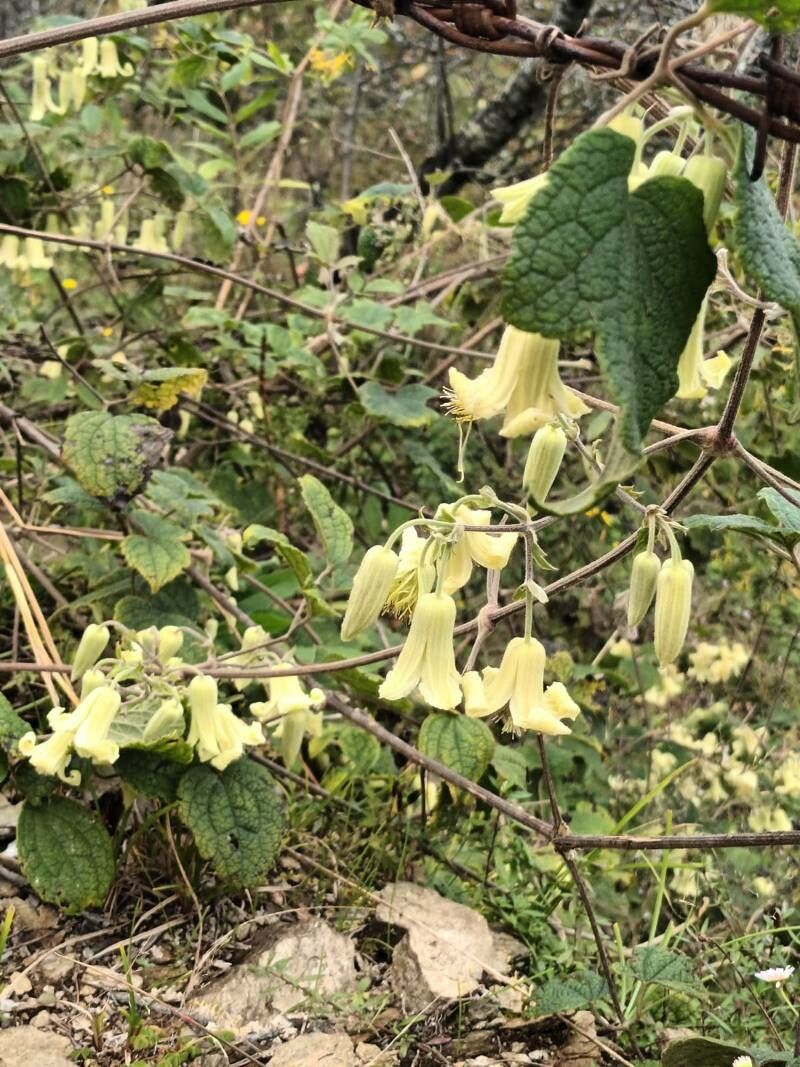 Clematis buchananiana — search result for 'Clematis'