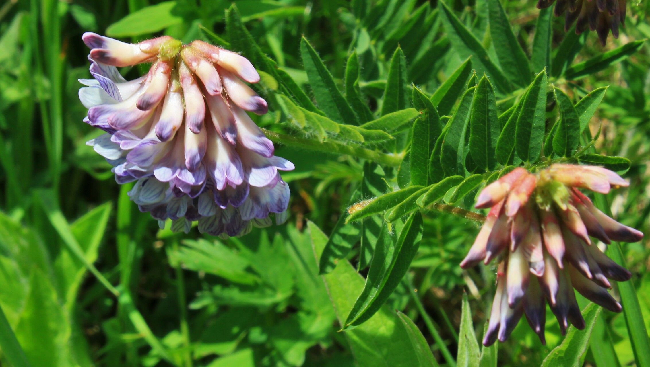 Vicia orobus flower