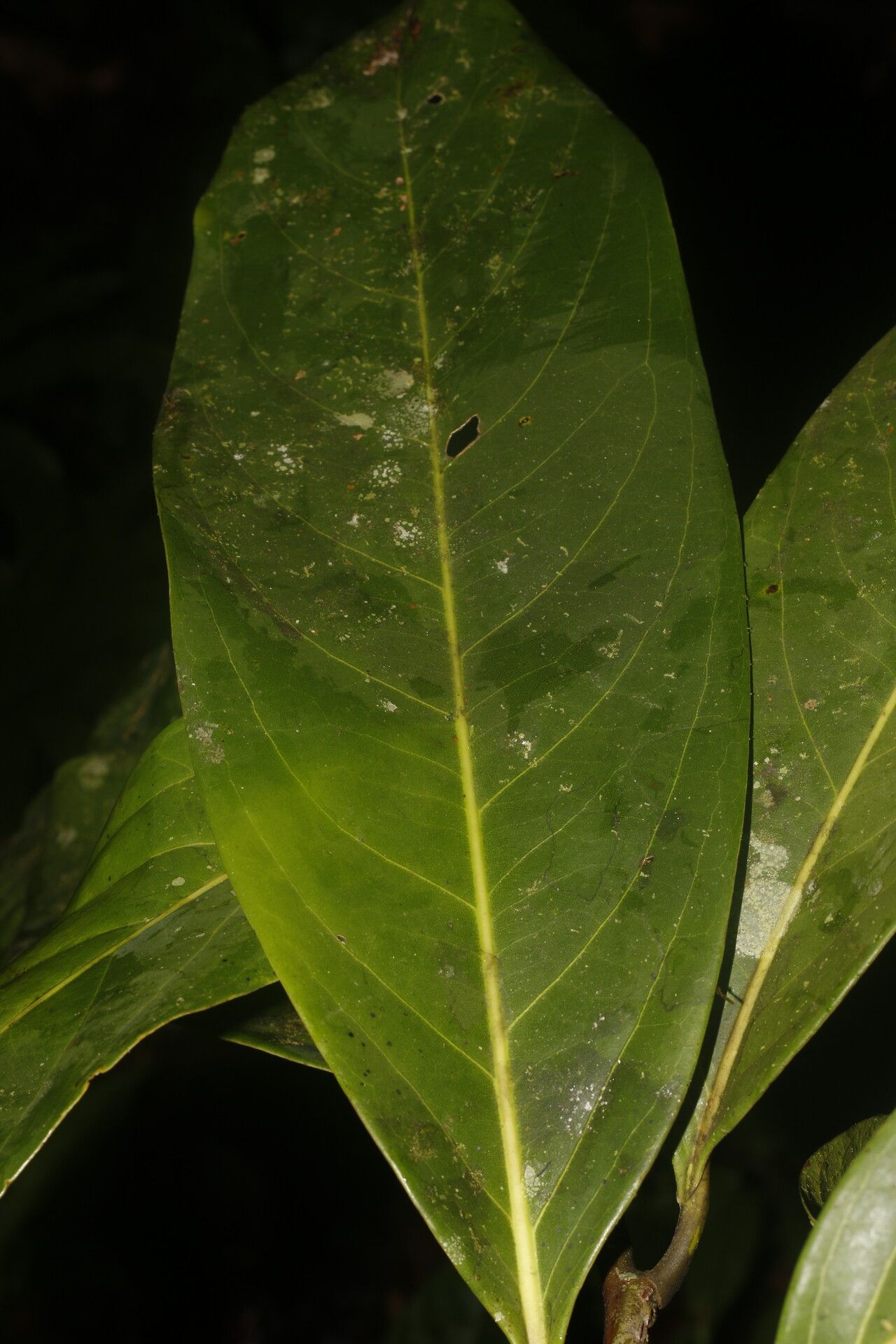 Ocotea morae — houseplant care guide