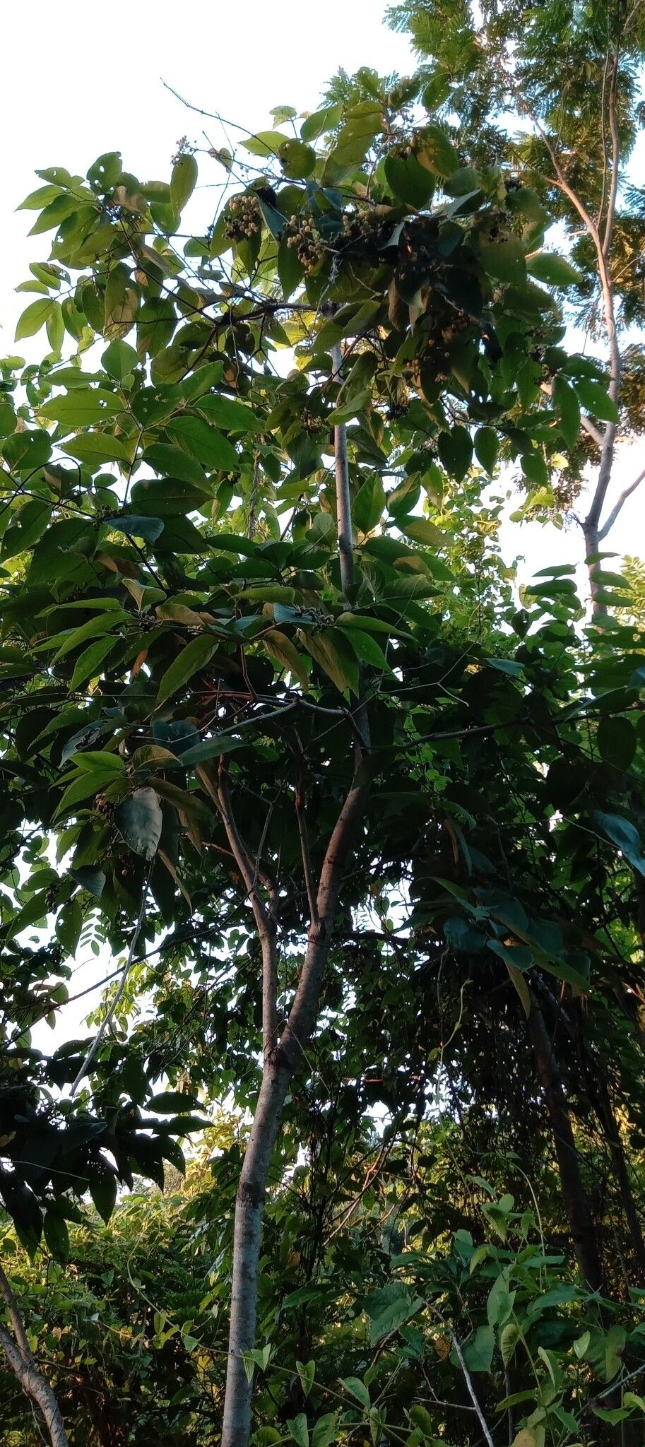 Cordia sellowiana habit