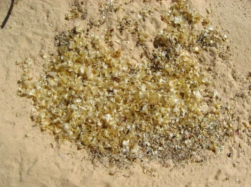 Haloxylon salicornicum flower