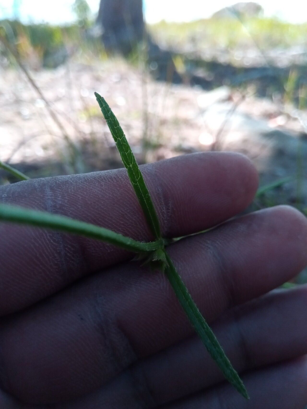 Stachys filifolia leaf