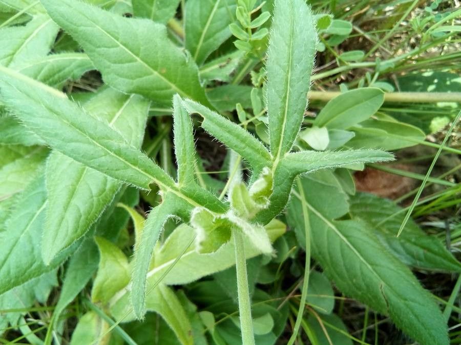 Knautia kitaibelii leaf