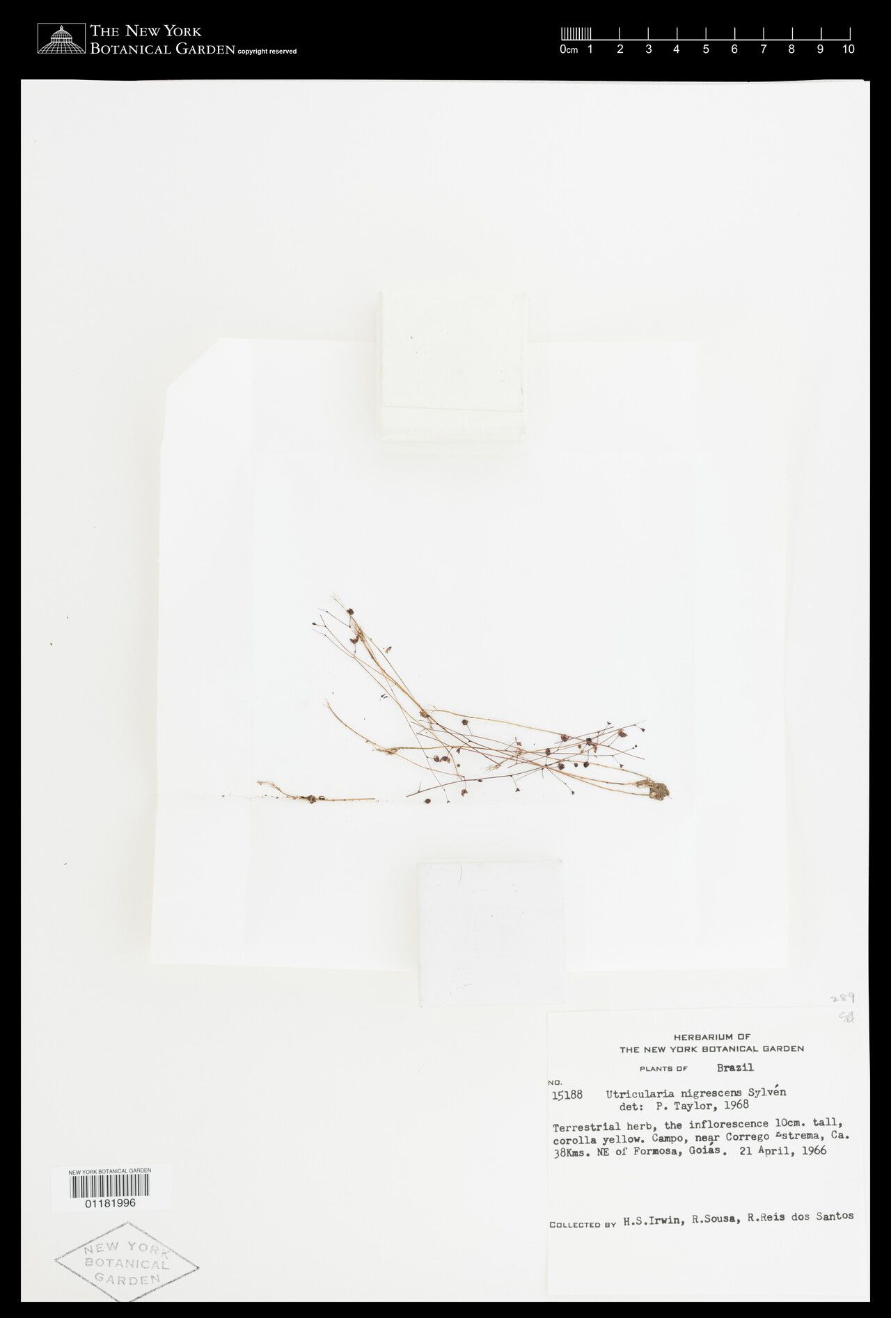 Utricularia nigrescens fruit