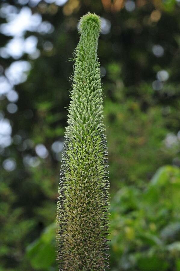 Lobelia giberroa flower