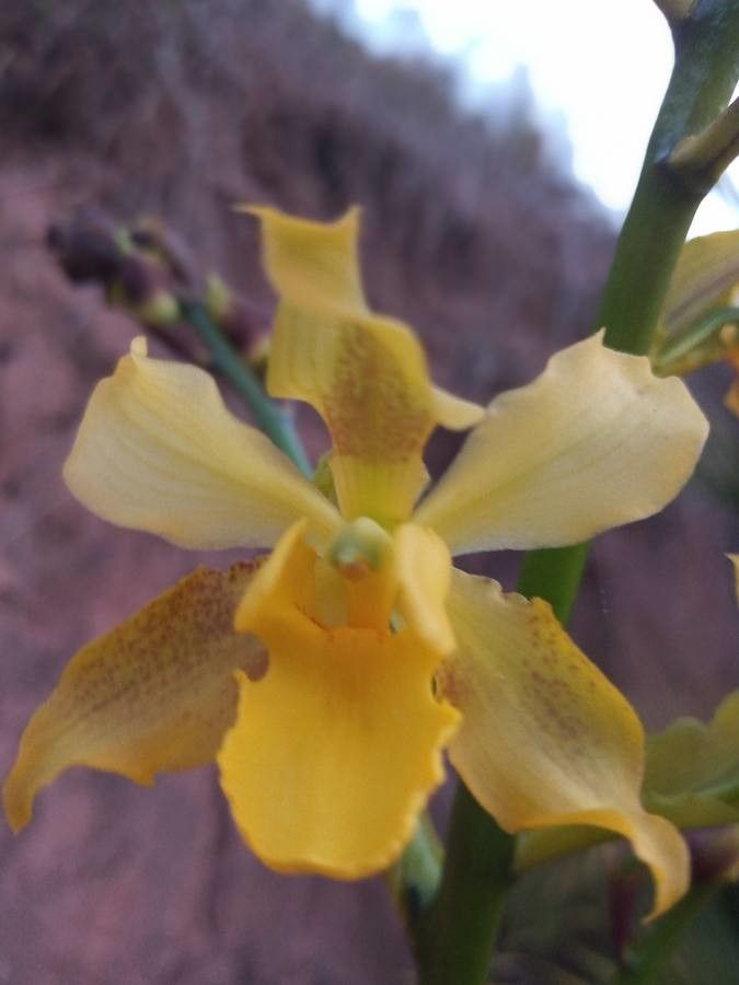 Cyrtopodium gigas flower